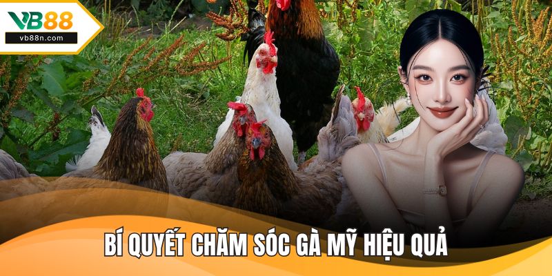 Bí quyết chăm sóc gà mỹ hiệu quả