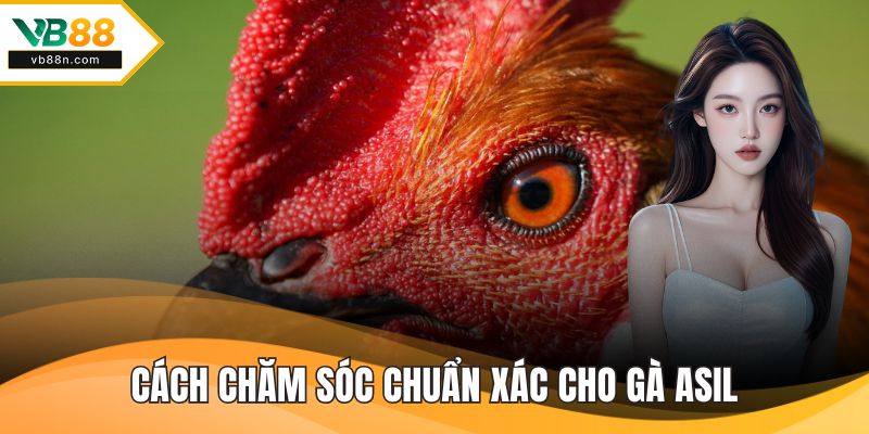 Cách chăm sóc chuẩn xác cho gà asil
