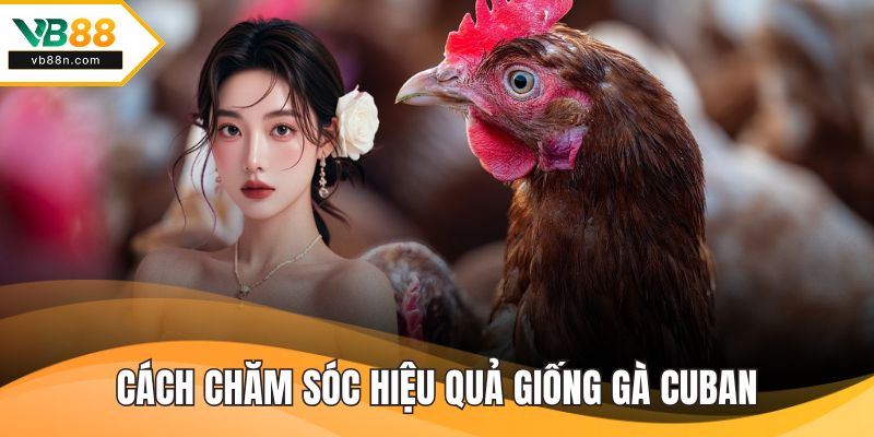 Cách chăm sóc hiệu quả giống gà cuban