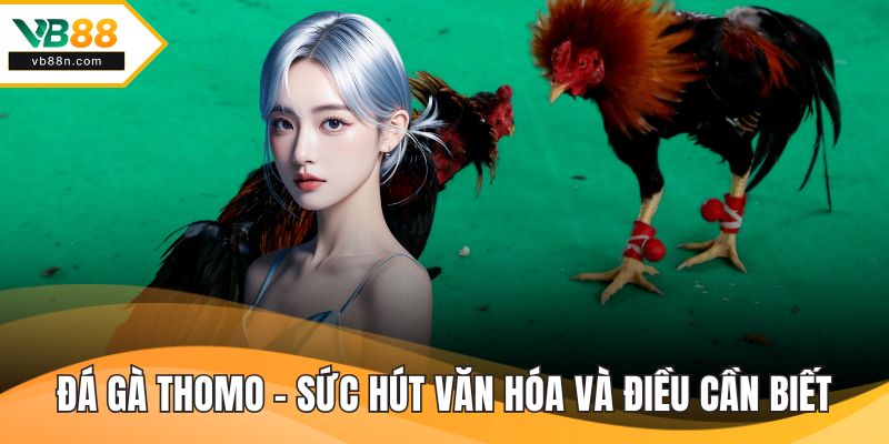 Đá Gà Thomo - Sức Hút Văn Hóa và Những Điều Cần Biết