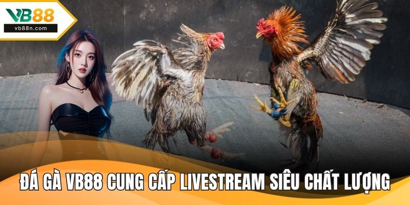 Đá gà VB88 cung cấp livestream siêu chất lượng