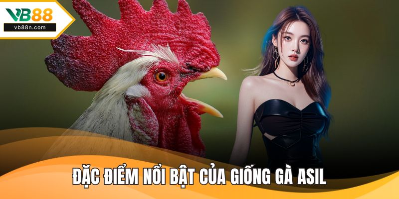 Đặc điểm nổi bật của giống gà asil