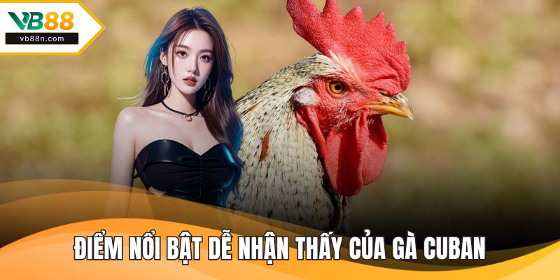 Điểm nổi bật dễ nhận thấy của gà cuban
