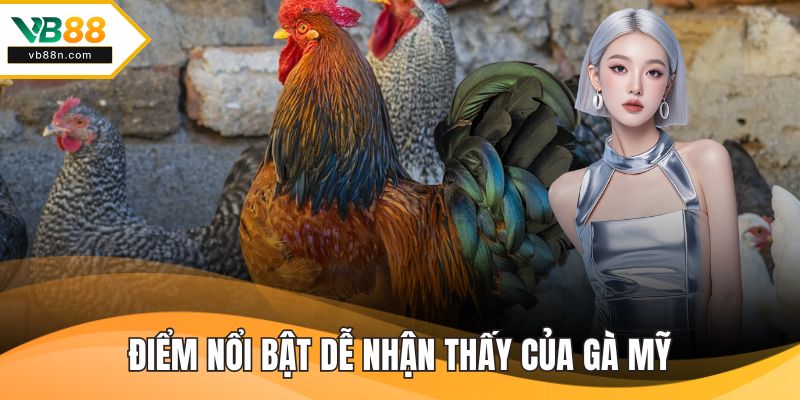 Điểm nổi bật dễ nhận thấy của gà mỹ