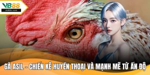 Gà Asil – Chiến Kê Huyền Thoại Và Mạnh Mẽ Từ Ấn Độ