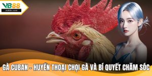 Gà Cuban - Huyền Thoại Chọi Gà