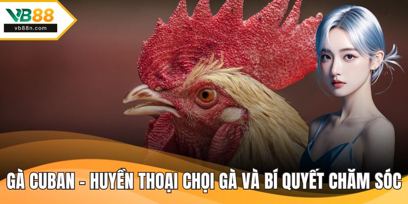 Gà Cuban - Huyền Thoại Chọi Gà