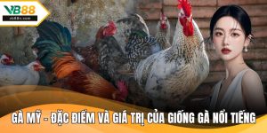 Gà Mỹ - Đặc Điểm và Giá Trị của Giống Gà Nổi Tiếng