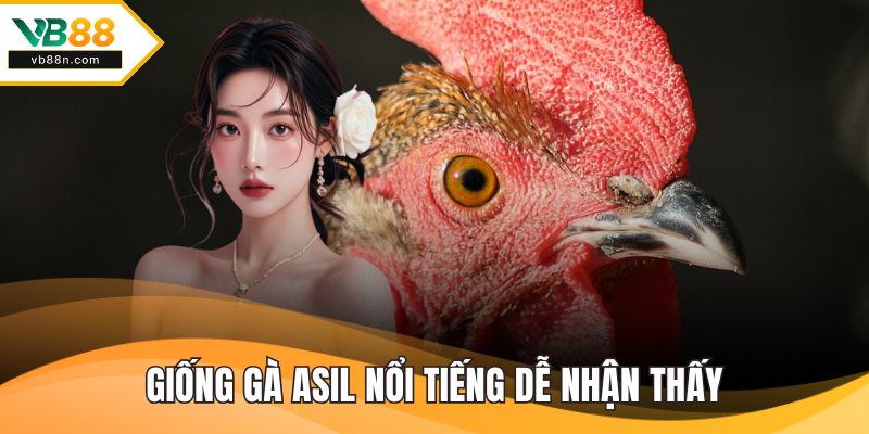 Giống gà asil nổi tiếng dễ nhận thấy