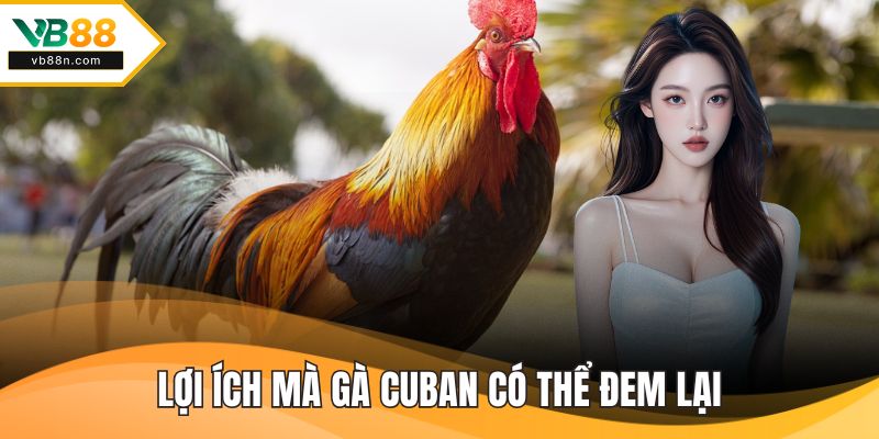Lợi ích mà gà cuban có thể đem lại