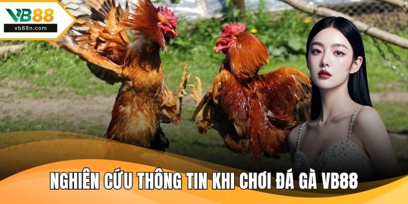 Nghiên cứu thông tin khi chơi Đá gà VB88
