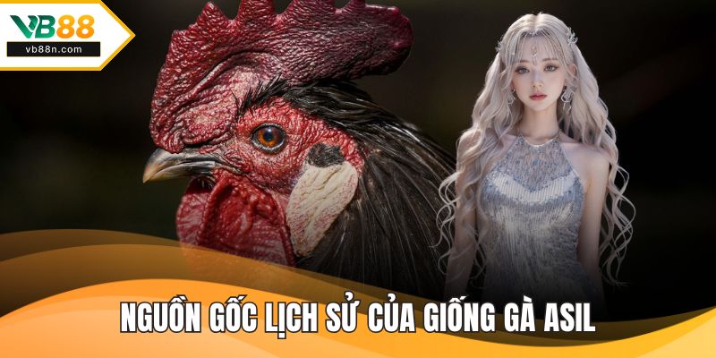Nguồn gốc lịch sử của giống gà asil
