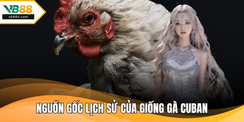 Nguồn gốc lịch sử của giống gà cuban