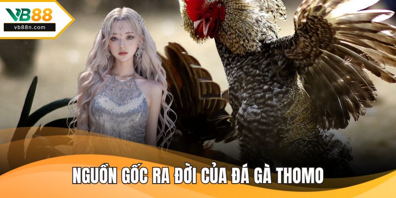 Nguồn gốc ra đời của đá gà thomo