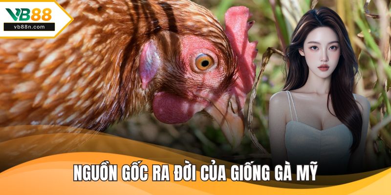 Nguồn gốc ra đời của giống gà mỹ