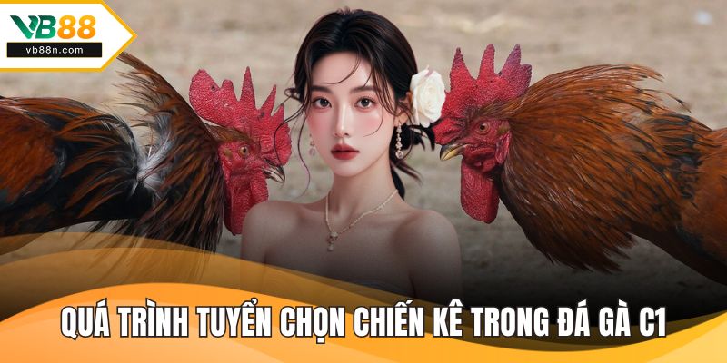Quá trình tuyển chọn chiến kê trong đá gà c1