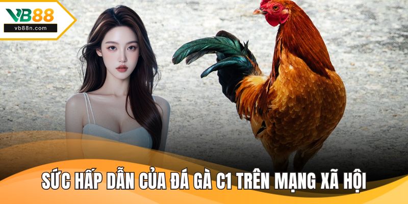 Sức hấp dẫn của đá gà c1 trên mạng xã hội