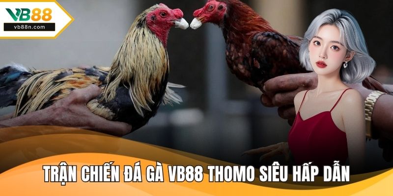 Trận chiến Đá gà VB88 Thomo siêu hấp dẫn